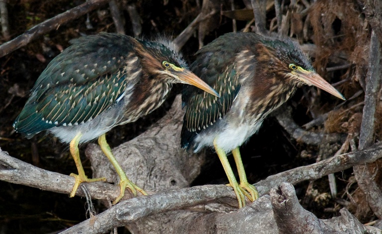 Green Herons, Everglades